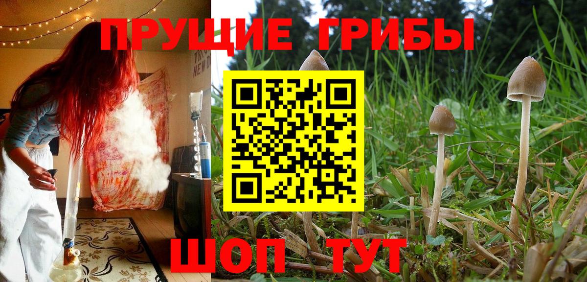 Галлюциногенные грибы Psilocybine cubensis  Златоуст 